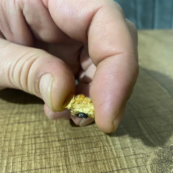 Uno Ekmek Ölü Sinek Görmek Hijyen Endişesi Yarattı