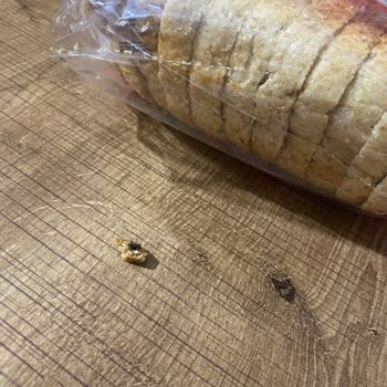 Uno Ekmek Ölü Sinek Görmek Hijyen Endişesi Yarattı