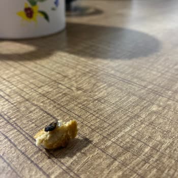 Uno Ekmek Ölü Sinek Görmek Hijyen Endişesi Yarattı