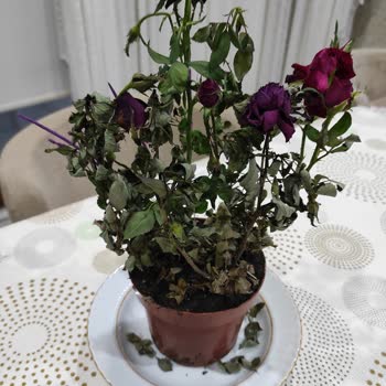 Yanlış Ve Solmuş Çiçek Teslimatıyla Hayal Kırıklığı