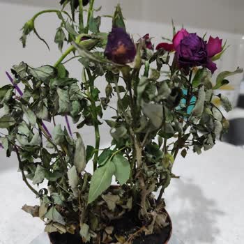 Yanlış Ve Solmuş Çiçek Teslimatıyla Hayal Kırıklığı