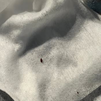 Makarnadan Böcek Çıkması Ve Sağlık Riski