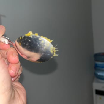 Pastavilla Pesto Sos İçinde Yabancı Madde Ve Hijyen Sorunu