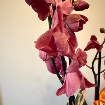 Kusurlu Ve Özellikle Farklı Orkide Hediyesi Mağduriyeti