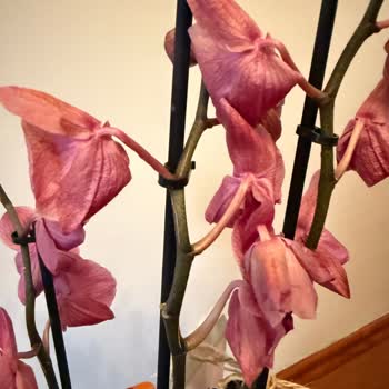 Kusurlu Ve Özellikle Farklı Orkide Hediyesi Mağduriyeti