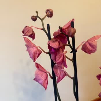 Kusurlu Ve Özellikle Farklı Orkide Hediyesi Mağduriyeti