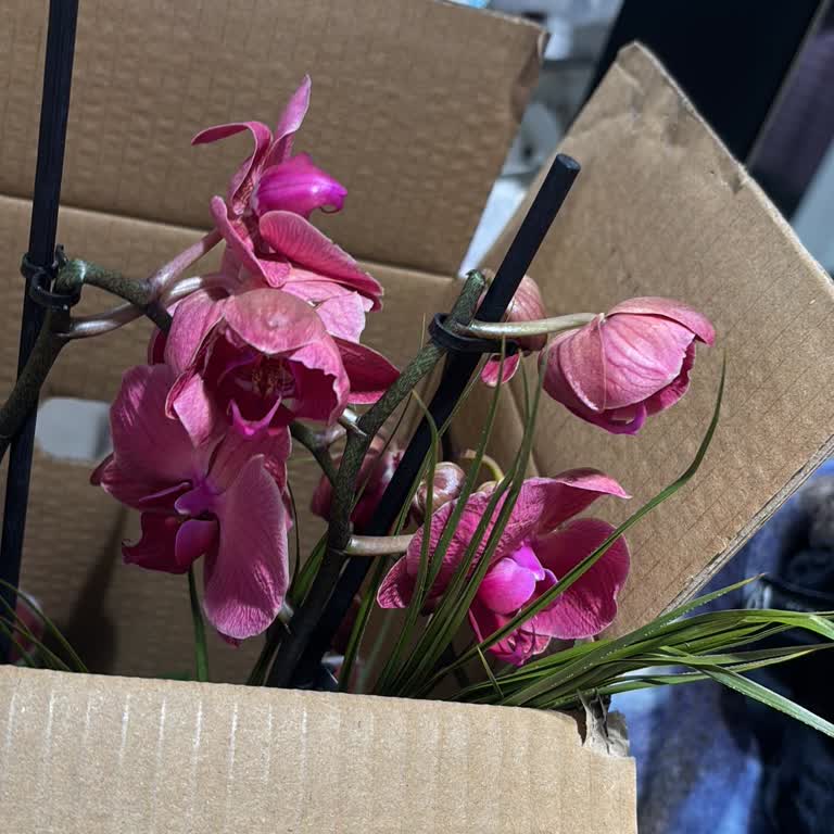 Siparişim Kırık Ve Solmuş Geldi Firma İletişime Geçmedi