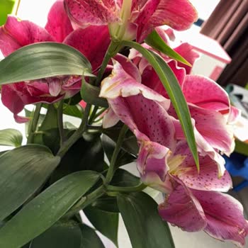 Teslim Edilmeyen Sipariş Ve Solmuş Çiçek Nedeniyle Büyük Hayal Kırıklığı