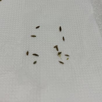 Objeto extraño en paquete de orégano Knorr, me preocupa la higiene