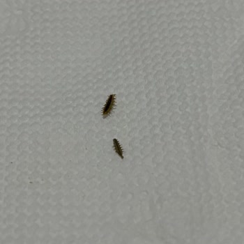 Objeto extraño en paquete de orégano Knorr, me preocupa la higiene