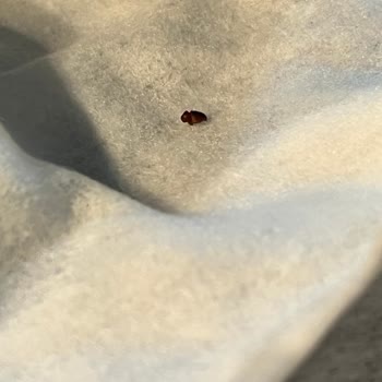 Knorr Mac & Cheese, encontré insectos en la pasta, solicito reembolso