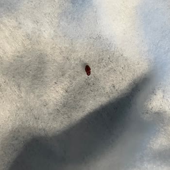 Knorr Mac & Cheese, encontré insectos en la pasta, solicito reembolso