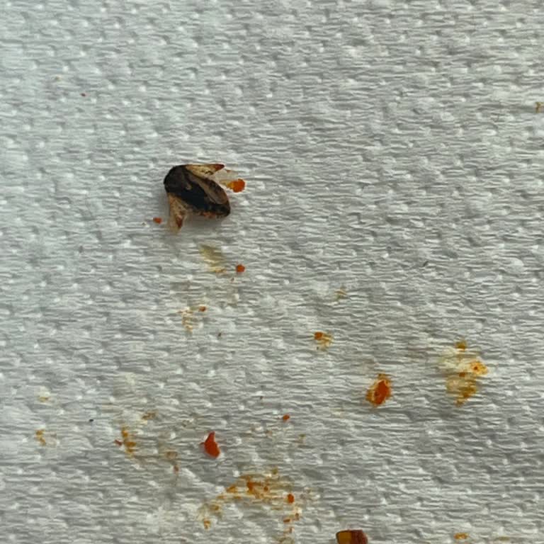 Sopa de tomates Knorr, encontré un objeto extraño en mi sopa