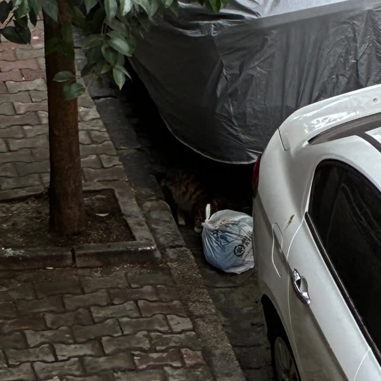 Yeşilova Mahallesinde Çöp Konteyneri Eksikliği Ve Temizlik Sorunu