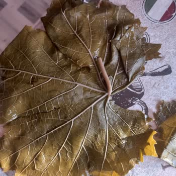 Sert Ve Kullanılamaz Salamura Yaprak İle İlgisiz Müşteri Hizmeti