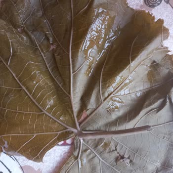 Sert Ve Kullanılamaz Salamura Yaprak İle İlgisiz Müşteri Hizmeti