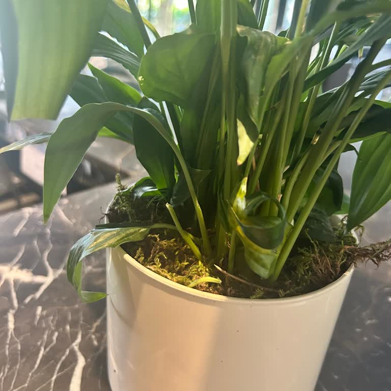 Yanlış Ve Özensiz Çiçek Gönderimi, Eksik Kart Notu, Yetersiz Müşteri Hizmeti