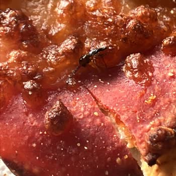 Sipariş Verdiğim Pizzadan Sinek Çıkması Ve Yetersiz Geri Dönüş