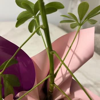 Görselden Farklı Çiçek Gönderimi Öğretmenler Günü Sürprizini Hayal Kırıklığına Uğrattı