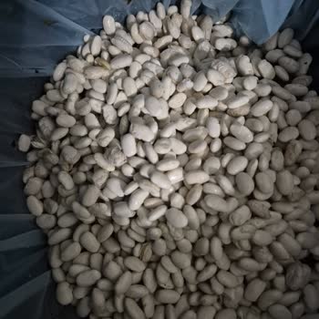 Tat Dermason Fasulyesi Beklentimi Karşılamadı: Çatlama Ve Dağılma Sorunu