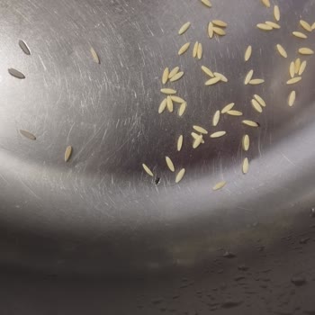 Filiz Marka Ürünlerde Tekrarlayan Böcek Sorunu Ve Güven Kaybı