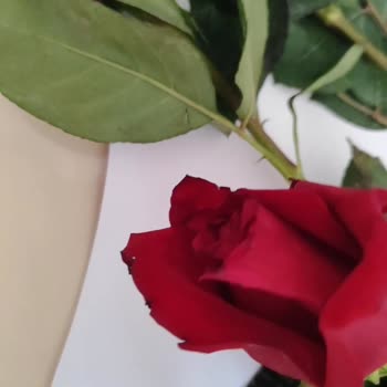 Getirden Alınan Çiçekler Solmuş Ve İade Talebim Karşılanmadı