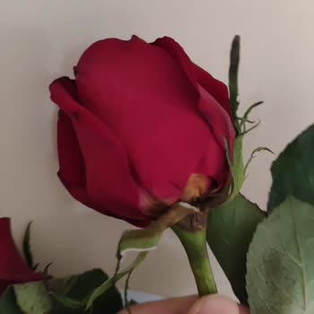 Getirden Alınan Çiçekler Solmuş Ve İade Talebim Karşılanmadı