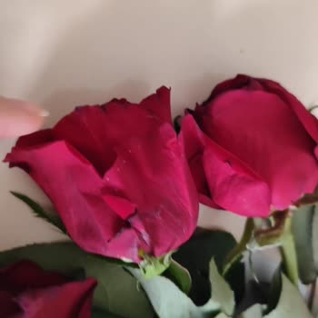 Getirden Alınan Çiçekler Solmuş Ve İade Talebim Karşılanmadı