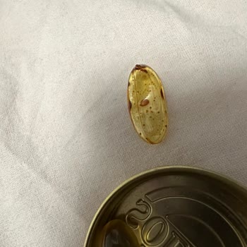 Solgar Omega 3 Capsule Appeared Discolored And Partially Empty After Purchase