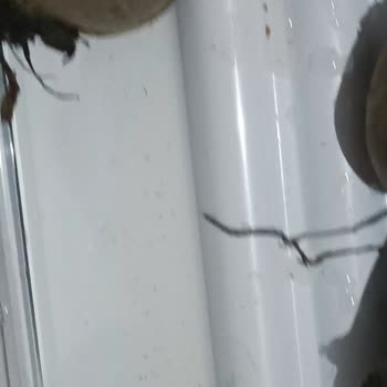 Profilo Buzdolabında Sebzelikte Aşırı Su Birikmesi Ve Hızlı Bozulma Sorunu