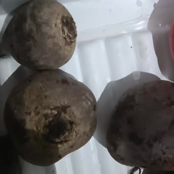 Profilo Buzdolabında Sebzelikte Aşırı Su Birikmesi Ve Hızlı Bozulma Sorunu