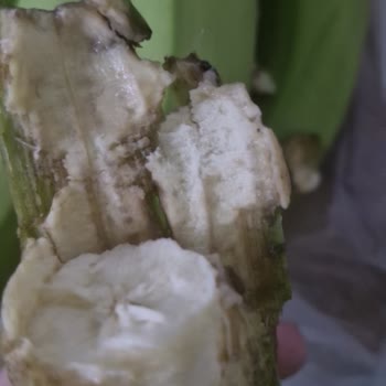 A101'den Aldığımız Muzlar Acı Çıktı, Ücret İadesi Ve Ürün Kontrolü Talep Ediyoruz