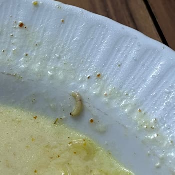 Noodle Ürününde Canlı Kurt Çıkması Nedeniyle Güven Kaybı Ve Hijyen Endişesi