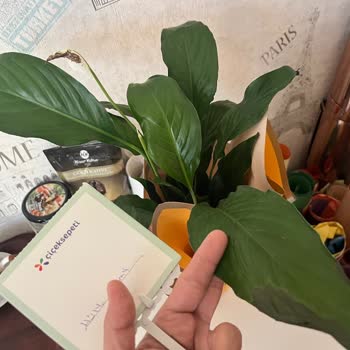 Solmuş Çiçek Ve Yetersiz Müşteri Hizmetleriyle Mağduriyet Yaşadım