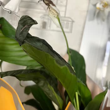 Solmuş Çiçek Ve Yetersiz Müşteri Hizmetleriyle Mağduriyet Yaşadım