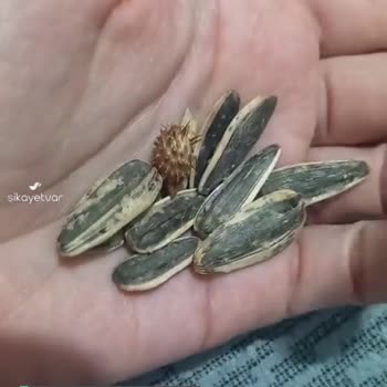 Amigo Çekirdeğin İçinden Dikenli Bir Şey Çıktı