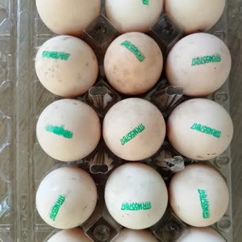 Satın Aldığım Yumurtalarda Küf Çıkması Nedeniyle Mağduriyet Yaşadım