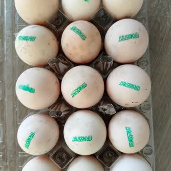 Satın Aldığım Yumurtalarda Küf Çıkması Nedeniyle Mağduriyet Yaşadım