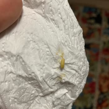 Beypazarı Soda Şişesinde Kurt Çıkması Ve Hijyen Sorunu