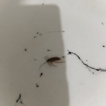 Çevre Ve Şehircilik Bakanlığı Komşu Dairesinden Kaynaklanan Böcek Ve Hijyen Sorunu