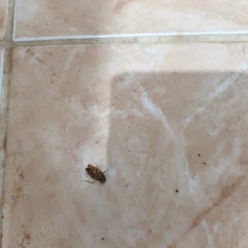 Çevre Ve Şehircilik Bakanlığı Komşu Dairesinden Kaynaklanan Böcek Ve Hijyen Sorunu