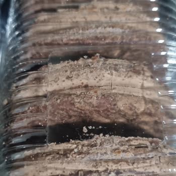 Son Kullanma Tarihi Geçmemiş Halley'de Bozulma Ve Bakteri Şoku