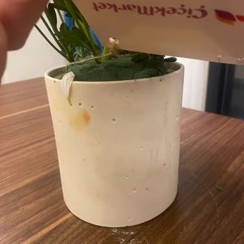 Siparişimde Gelen Çiçek Görselden Farklı Ve Solgundu Hayal Kırıklığı Yaşadım