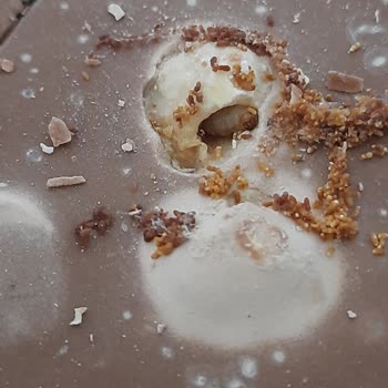 Migros Sanal Market'ten Aldığım Lindt Çikolata Bozuk Ve Kurtlanmış Çıktı