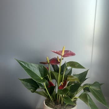 Gelen Çiçek Görseldekinden Farklı Ve Eksik