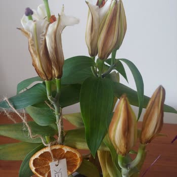 Öğretmenler Günü İçin Gönderilen Çiçek İki Günde Soldu