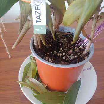 Öğretmenler Günü İçin Gönderilen Çiçek İki Günde Soldu