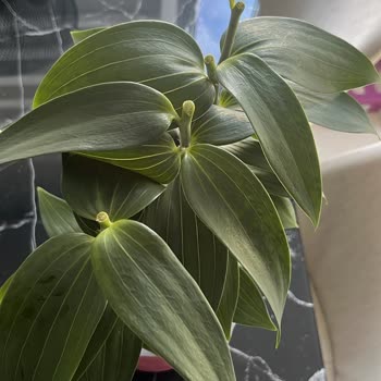 Geç Teslimat Ve Beklentileri Karşılamayan Ürün Nedeniyle Mağduriyet