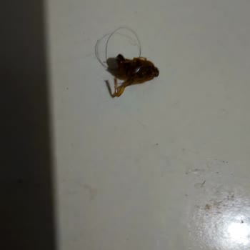 Dağıtılan Ekmekte Hamam Böceği Buldum, Hijyen Konusunda Endişeliyim