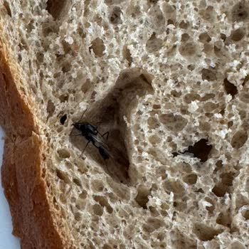 Aldığım Ekmekten Böcek Çıkması Hijyen Endişesi Yarattı